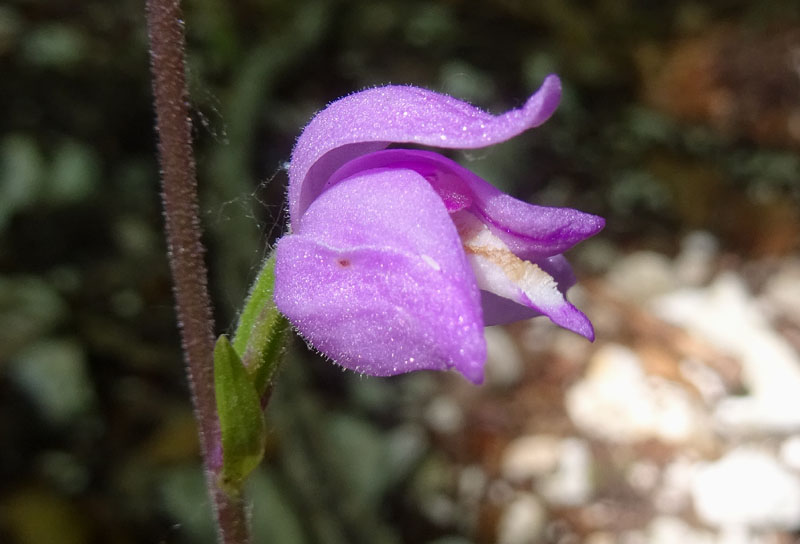 Cephalanthera rubra / Cefalantera rossa